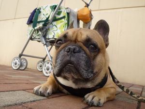 ぼんやりワン太郎