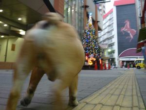 デカツリーを目指すワン太郎
