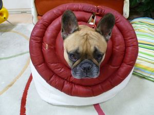 大晦日のワン太郎１