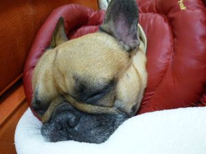 大晦日のワン太郎２