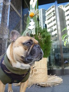 門松前のワン太郎