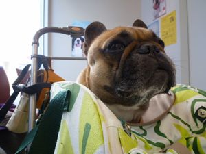 病院のワン太郎