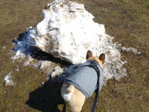 雪の塊に近付くワン太郎