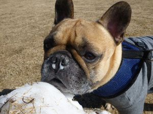 フガフガするワン太郎