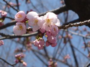 早咲きのアンギョウザクラ
