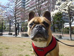 木蓮とワン太郎