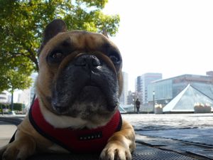 クールダウン中のワン太郎