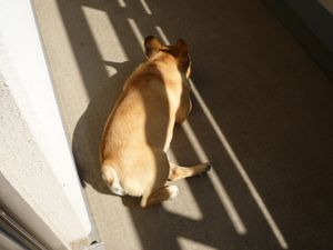 日向のワン太郎