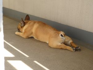 日陰のワン太郎