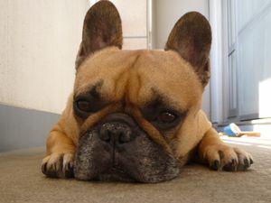 日陰のワン太郎２