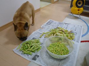 豆の匂いを嗅ぐワン太郎２