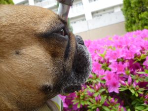 つつじを見るワン太郎