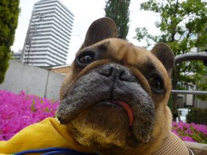 ベロだしワン太郎