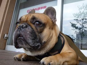 英会話学校前のワン太郎