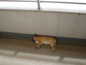 ベランダのワン太郎1