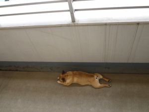 ベランダのワン太郎2