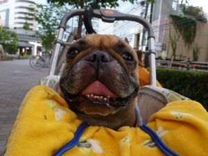 お散歩中のワン太郎