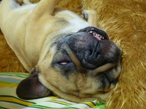 白目のワン太郎