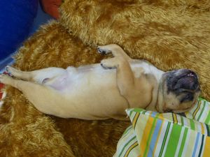 へそ天のワン太郎