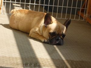 蒸し風呂をお楽しみのワン太郎