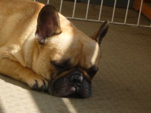 蒸し風呂をお楽しみのワン太郎２