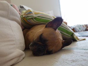 ヘンテコな寝床で寝るワン太郎１