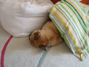 ヘンテコな寝床で寝るワン太郎２