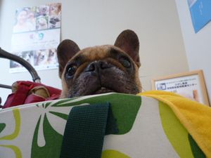 病院のワン太郎