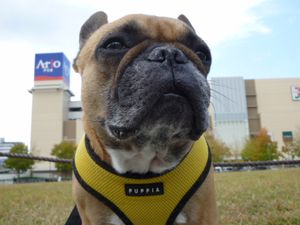 シャープなワン太郎