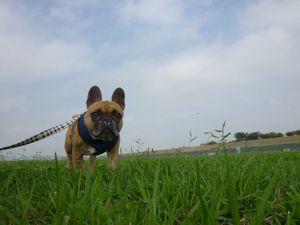 近付くワン太郎１