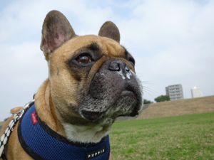 近付くワン太郎３