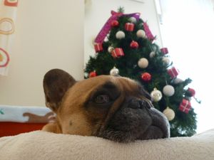 クリスマスツリーとワン太郎