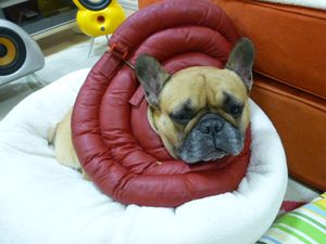 赤おにワン太郎