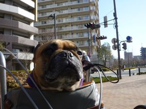 自転車のワン太郎１
