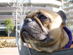 自転車のワン太郎２