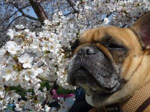 桜とワン太郎