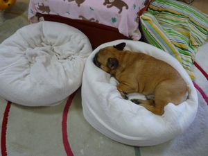 新しいマシュマロクッションとワン太郎１