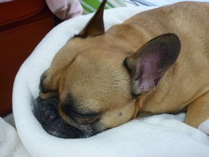 新しいマシュマロクッションとワン太郎２