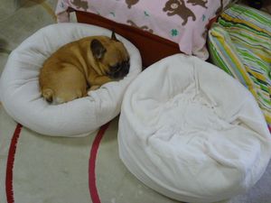 古いマシュマロクッションとワン太郎