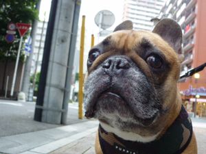 台風最接近前日のワン太郎