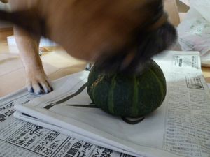 かぼちゃをかじるワン太郎