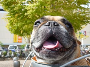 自転車に乗るワン太郎２