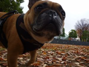 落ち葉踏み中のワン太郎