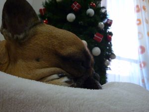 ツリーとワン太郎