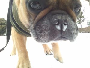 先日の雪とワン太郎