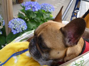 あじさいとワン太郎