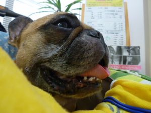 大晦日のワン太郎