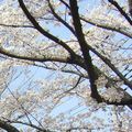 桜 2007